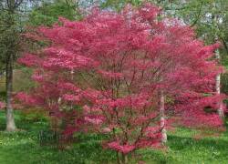 Japanese Maple Tree Deshojo