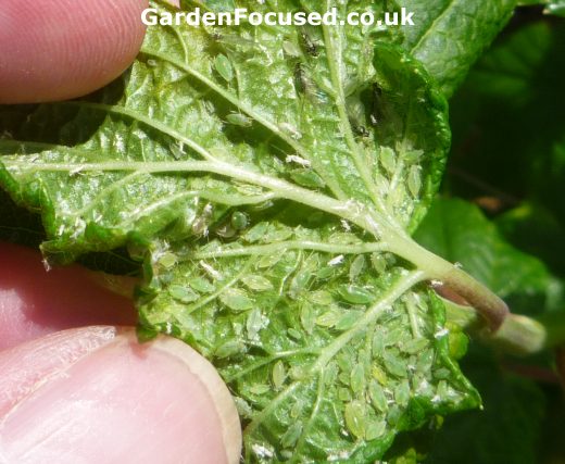 Aphids on a blackcurrant leaf