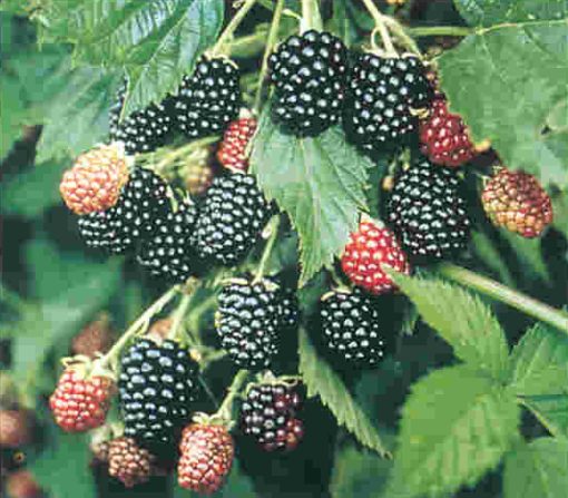 Blackberry variety Loch Ness