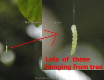 Caterpillar of the Winter Moth hanging by a thread