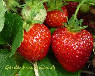 Christine strawberry fruit