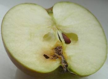 Apple fruit affected by Codling Moth