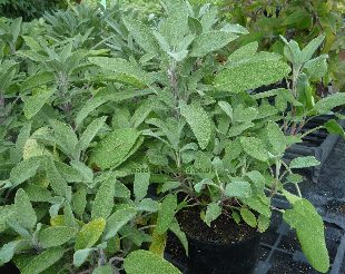 Growing Sage UK  How to Grow & Care For Sage - Herb Expert