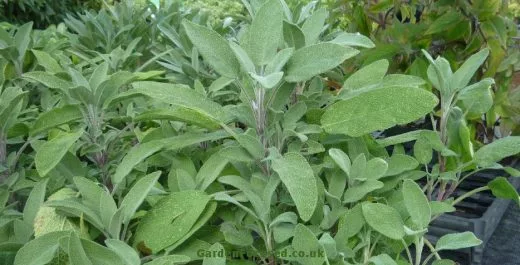 Sage grown in the UK
