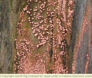Coral spot on stem of blackcurrant bush