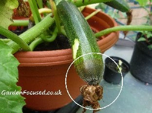Courgette fruits turning brown at the flower end