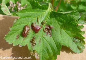 Currant Blister Aphid