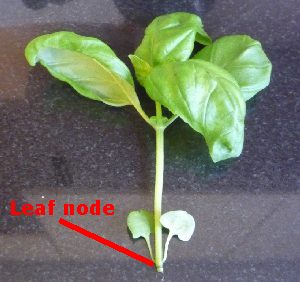 A leaf node on a stem of basil