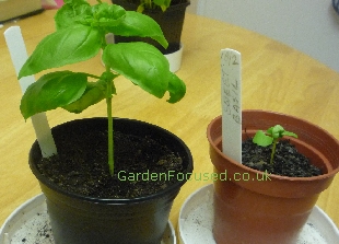 Comparison of basil cutting (left) and basil from seed (right)