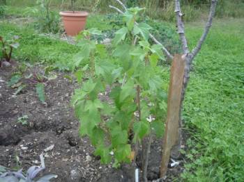 Blackcurrant cuttings 10 months later