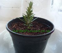 Planted cutting from a rosemary herb
