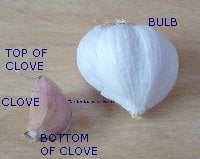 Picture showing bottom and top of a garlic clove 