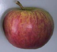 Epicure apple