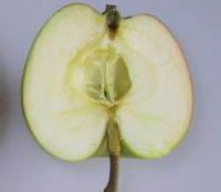 Epicure apple cut in half