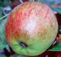 Apple from Falstaff apple tree