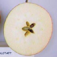 Falstaff apple cut in half