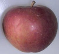 Fiesta apple