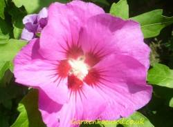 Hibiscus syriacus / Rose of Sharon