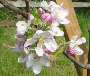 Blossom of the Gala apple tree
