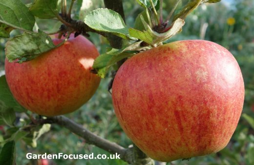 Gala apple tree variety when ripe