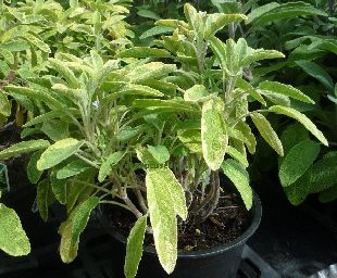 Growing Sage UK  How to Grow & Care For Sage - Herb Expert