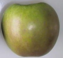 Granny Smith apple