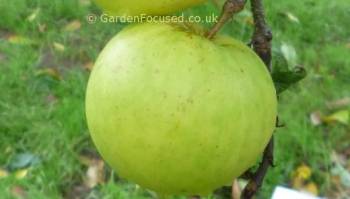 A single Greensleeves apple