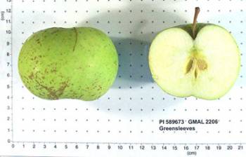 Greensleeves apple whole and cut in half