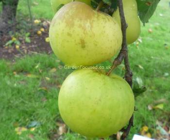 Two Greensleeves apples on tree