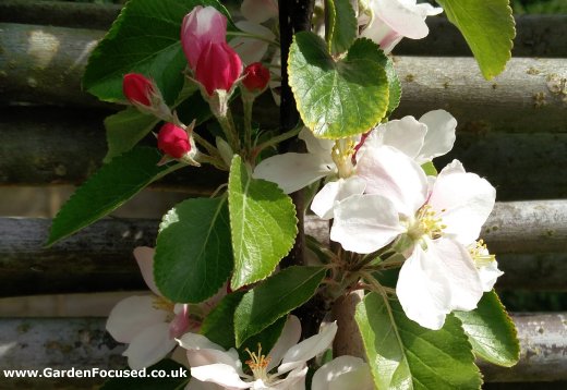 Blossom of James Grieve apple tree