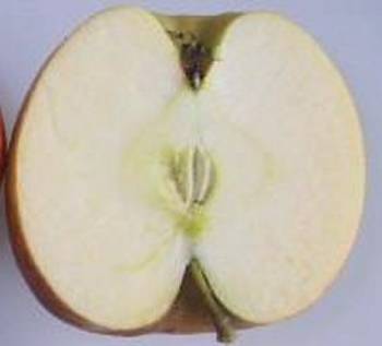Jonagold apple cut in half