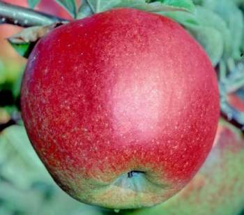 Jonagold apple