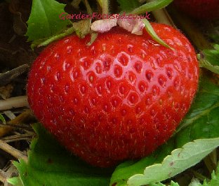 Judibell variety strawberry fruit