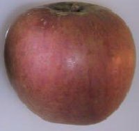 Laxton's Superb apple