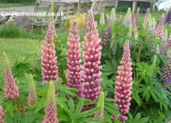 Close up of lupins