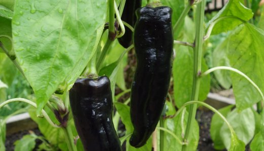 Guide to Growing Sweet (Bell) Peppers in the UK