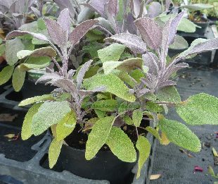 Growing Sage UK  How to Grow & Care For Sage - Herb Expert