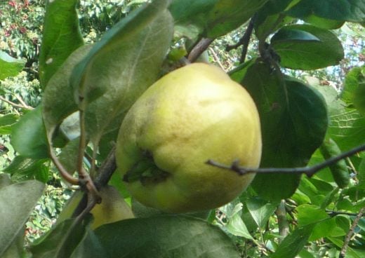 Quince fruit close up