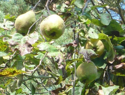 Quince fruits