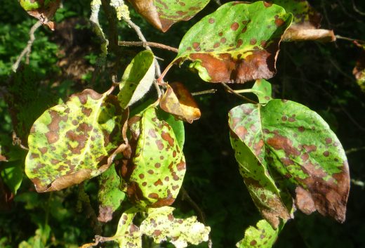 Quince tree leaves spotted brown with leaf scab