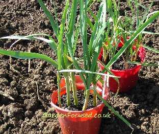 Pencil sized leeks ready for planting