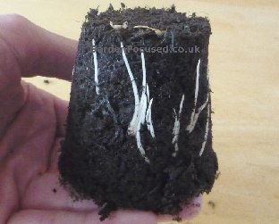 Roots of a nine day old runner bean plant
