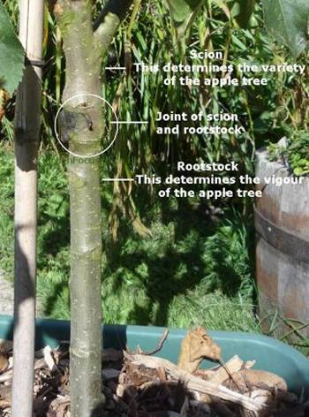 Picture showing an apple tree rootstock