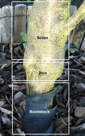 Picture showing position of a plum tree rootstock