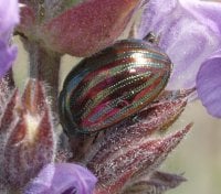 Rosemary beetle on lavender plant