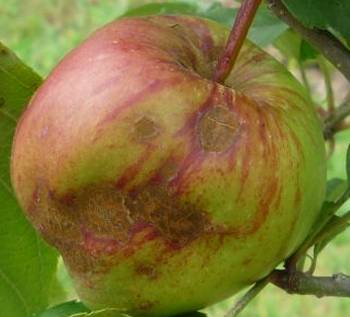 Apple fruit affected by scab