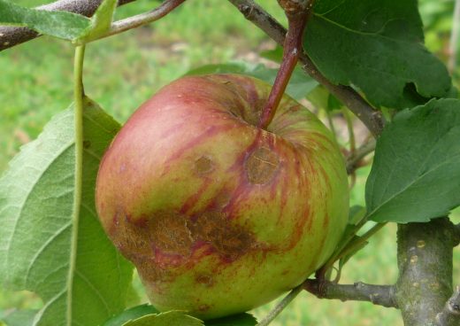Apple fruit affected by scab