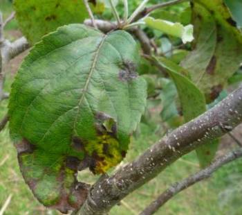 Scab affecting an apple leaf