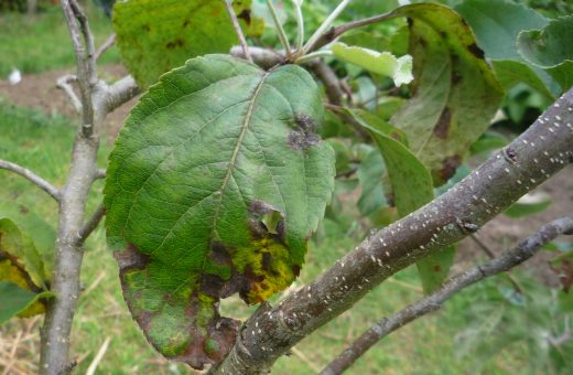 Scab affecting an apple leaf
