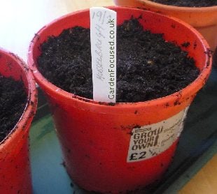 Leek seeds in pots